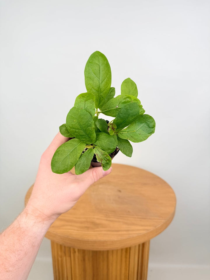 Ficus Lyrata | Uprooted