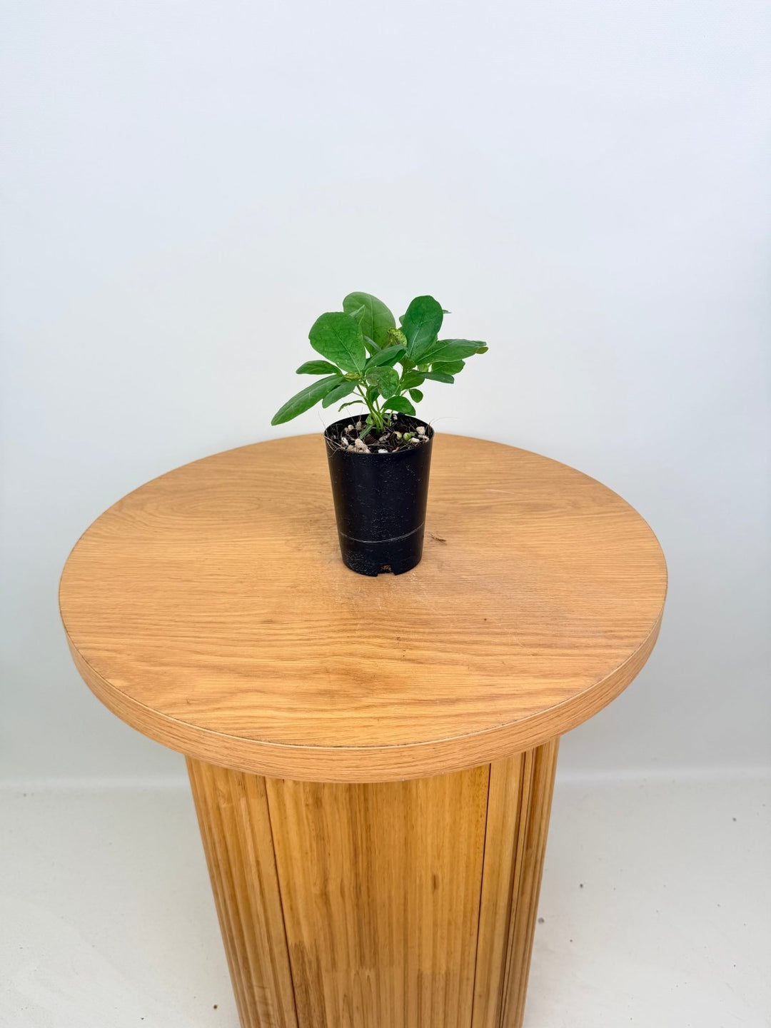 Ficus Lyrata | Uprooted