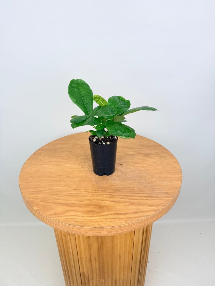Ficus Lyrata | Uprooted