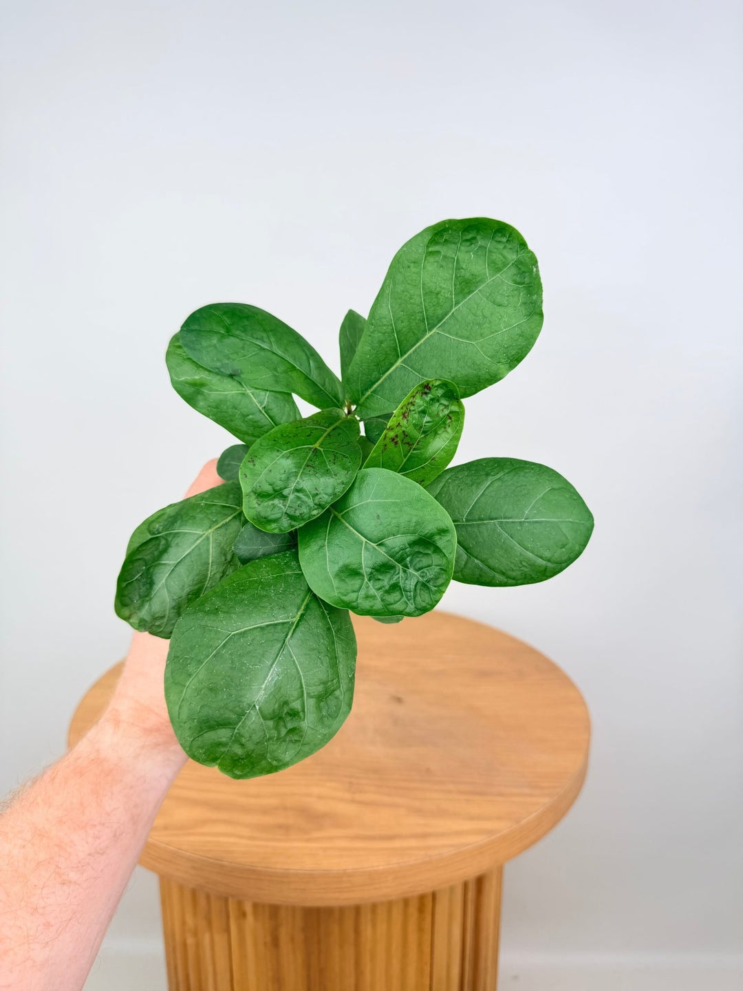 Ficus Lyrata | Uprooted