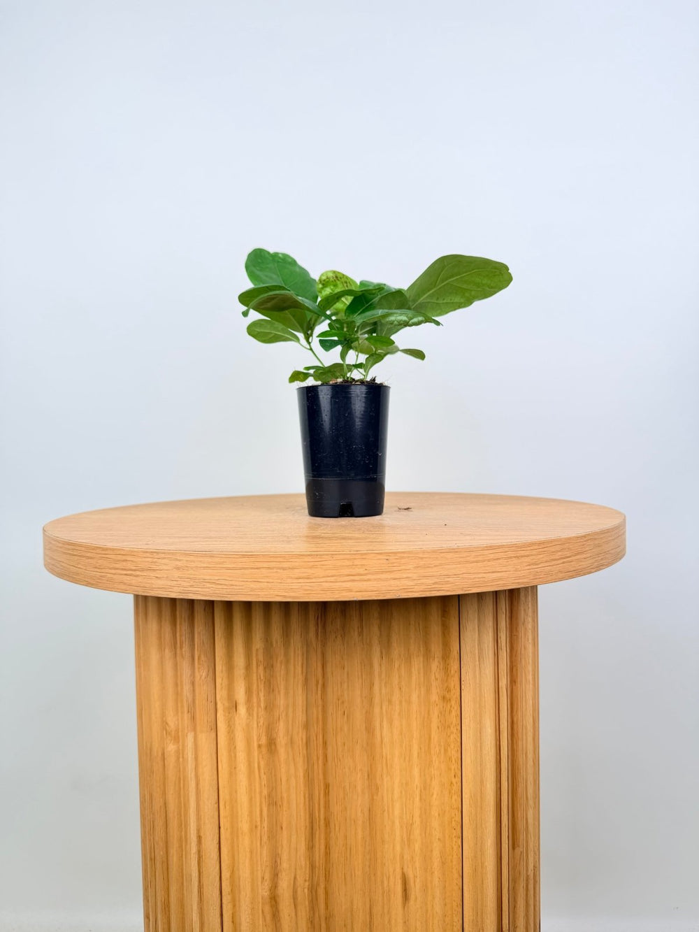 Ficus Lyrata | Uprooted