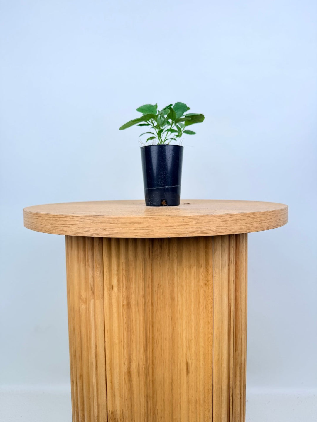 Ficus Lyrata | Uprooted