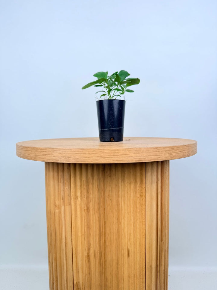 Ficus Lyrata | Uprooted