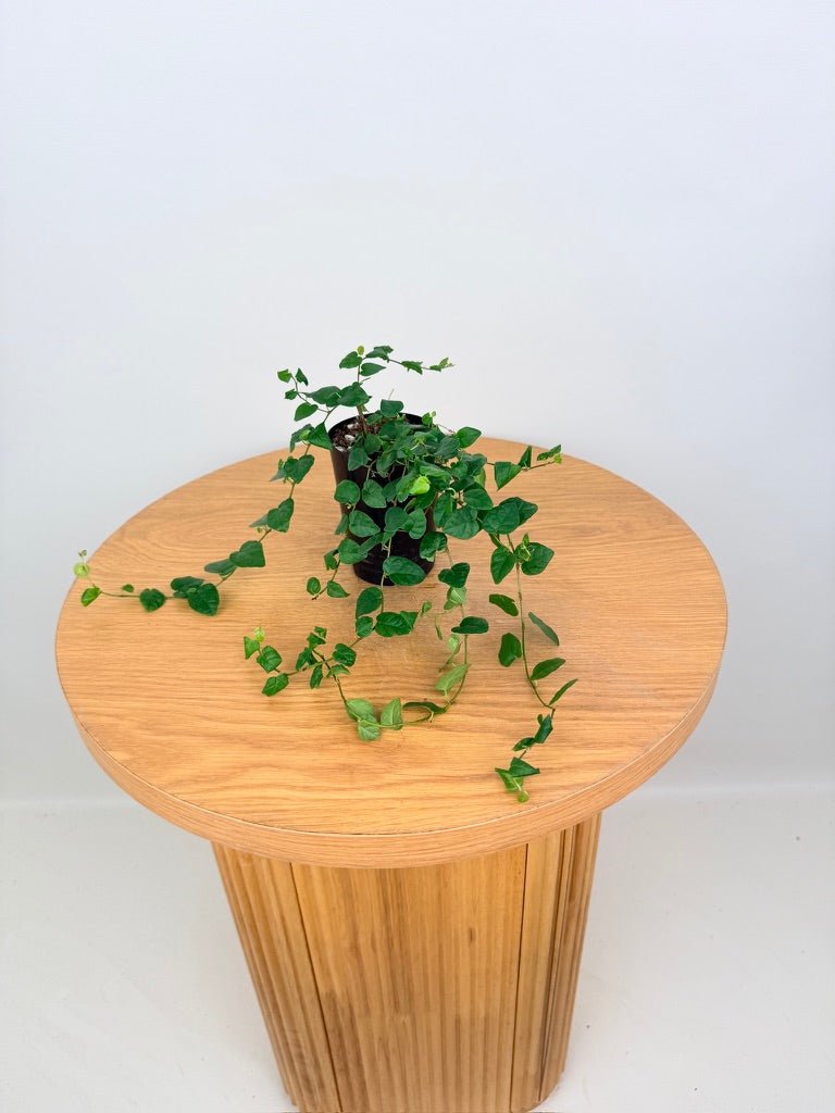 Ficus Pumila Creeping Fig - Green | Uprooted