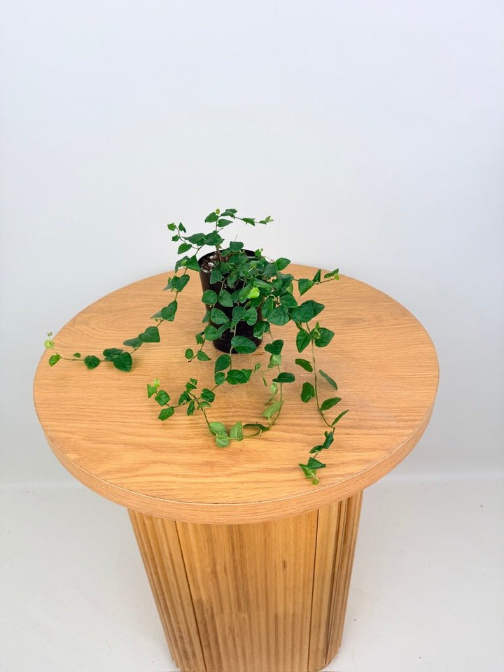 Ficus Pumila Creeping Fig - Green | Uprooted