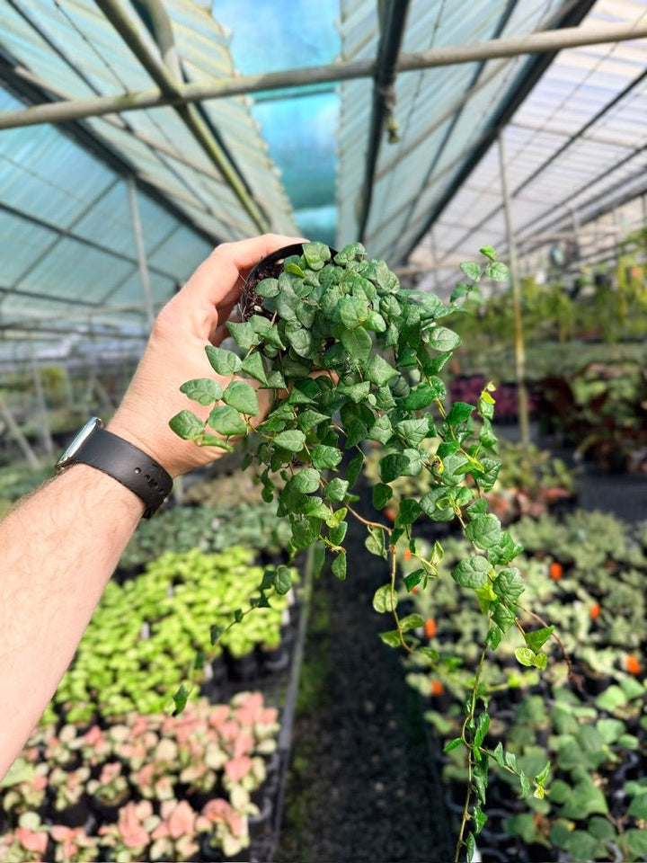 Ficus Pumila Creeping Fig - Green | Uprooted