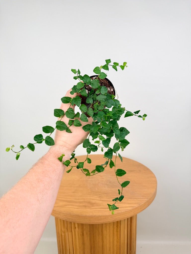 Ficus Pumila Creeping Fig - Green | Uprooted