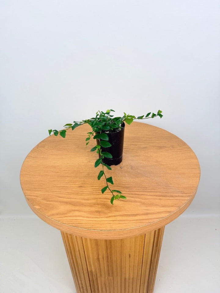 Ficus Pumila Creeping Fig - Green | Uprooted