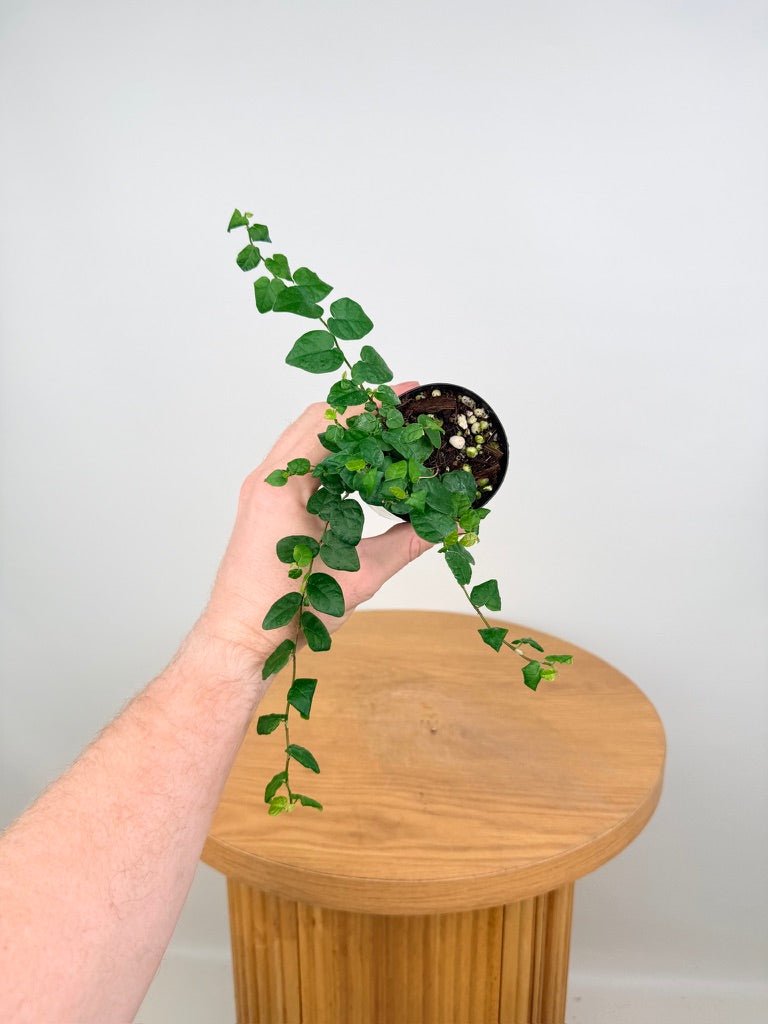 Ficus Pumila Creeping Fig - Green | Uprooted