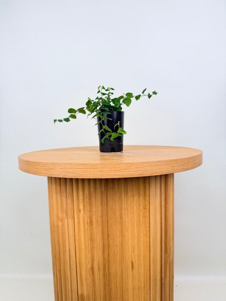 Ficus Pumila Creeping Fig - Green | Uprooted