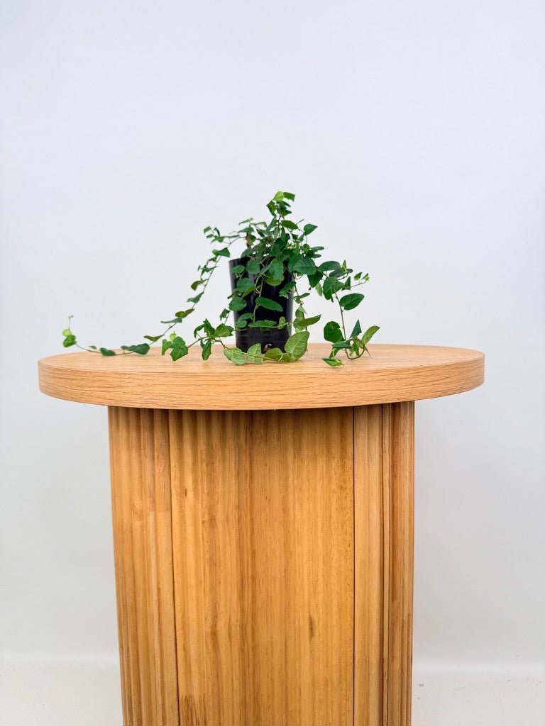 Ficus Pumila Creeping Fig - Green | Uprooted