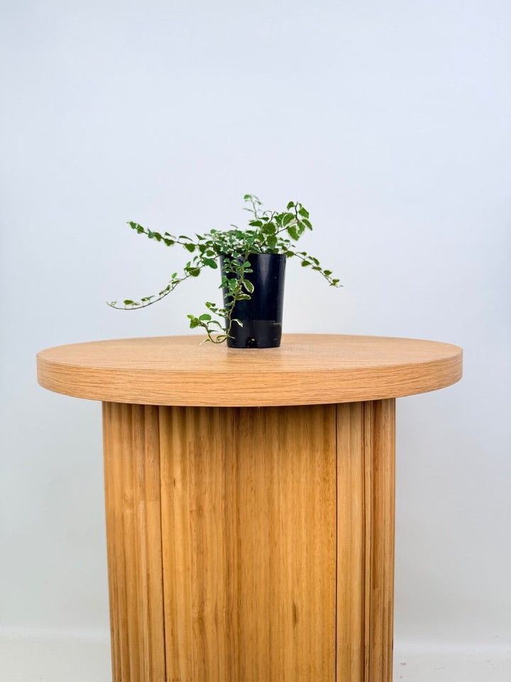 Ficus Pumila - Creeping Fig - Variagated | Uprooted