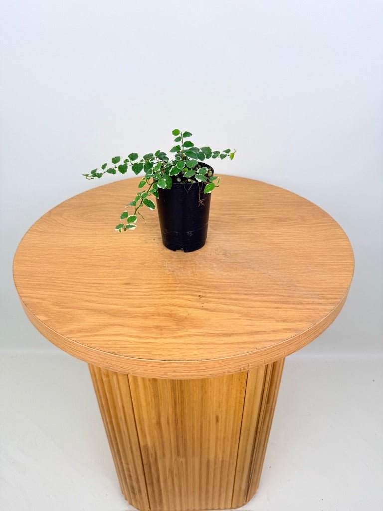 Ficus Pumila - Creeping Fig - Variagated | Uprooted