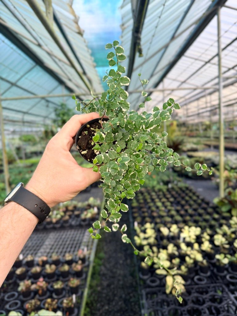 Ficus Pumila - Creeping Fig - Variagated | Uprooted