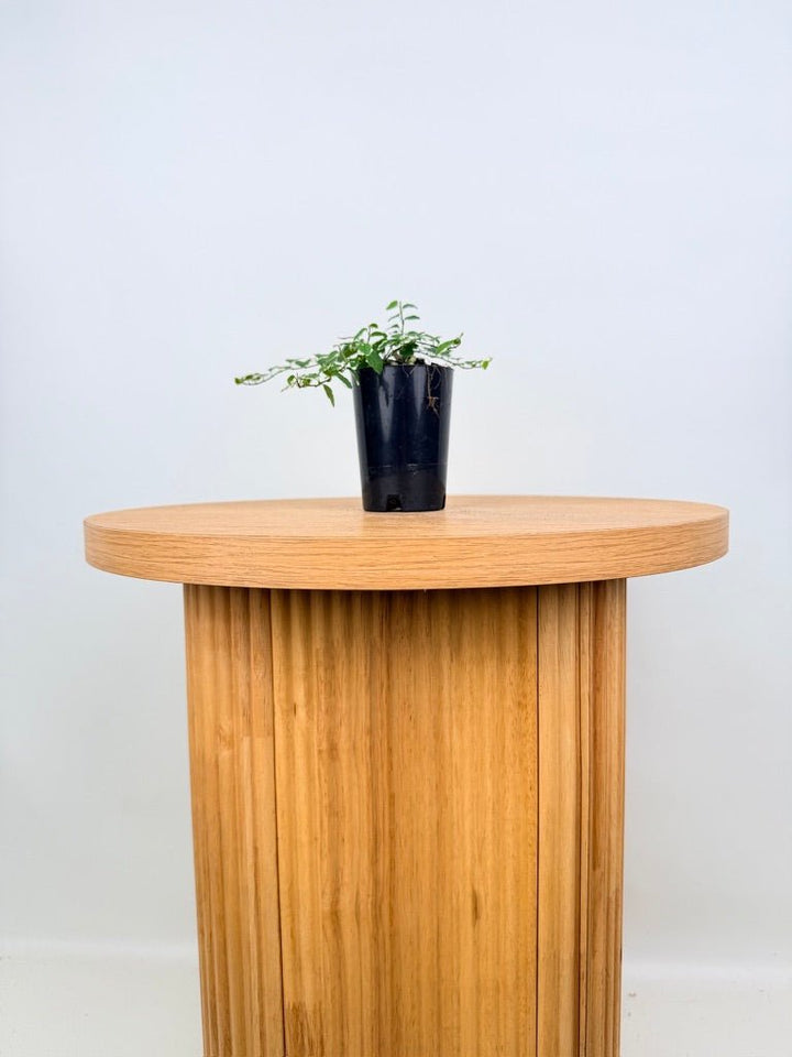 Ficus Pumila - Creeping Fig - Variagated | Uprooted