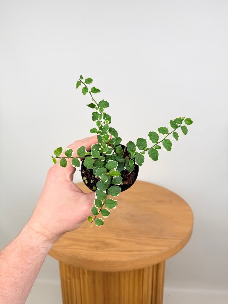 Ficus Pumila - Creeping Fig - Variagated | Uprooted