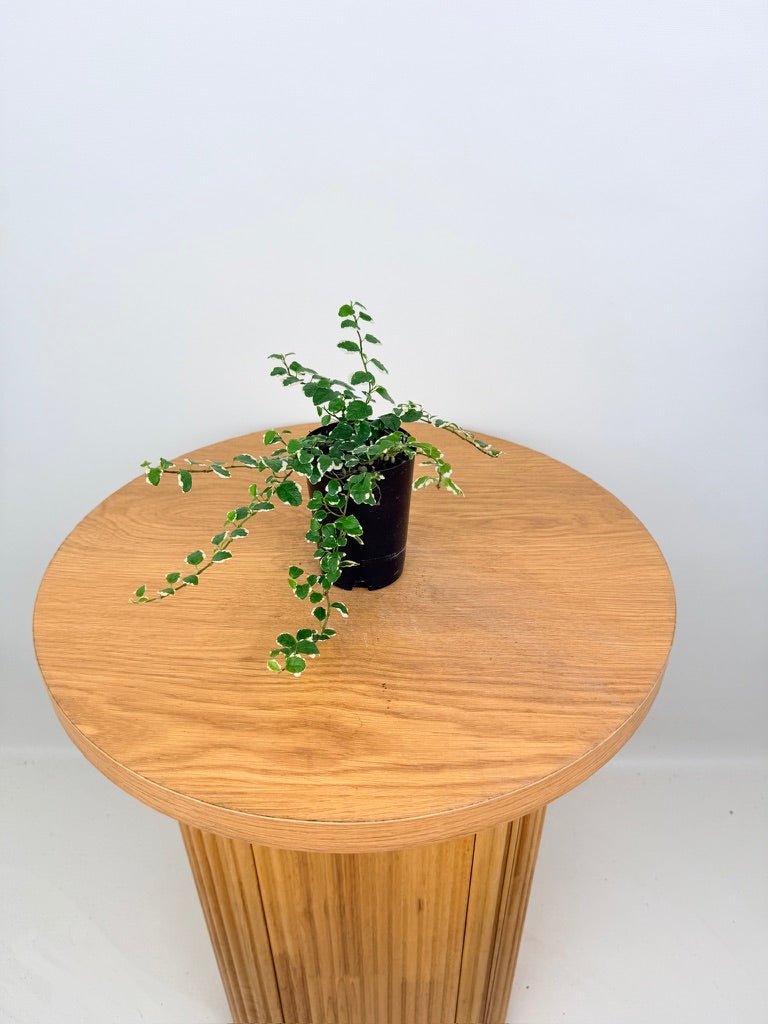 Ficus Pumila - Creeping Fig - Variagated | Uprooted