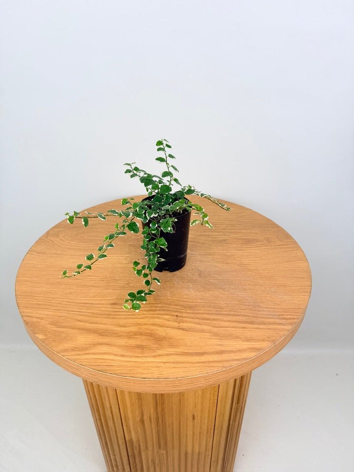 Ficus Pumila - Creeping Fig - Variagated | Uprooted