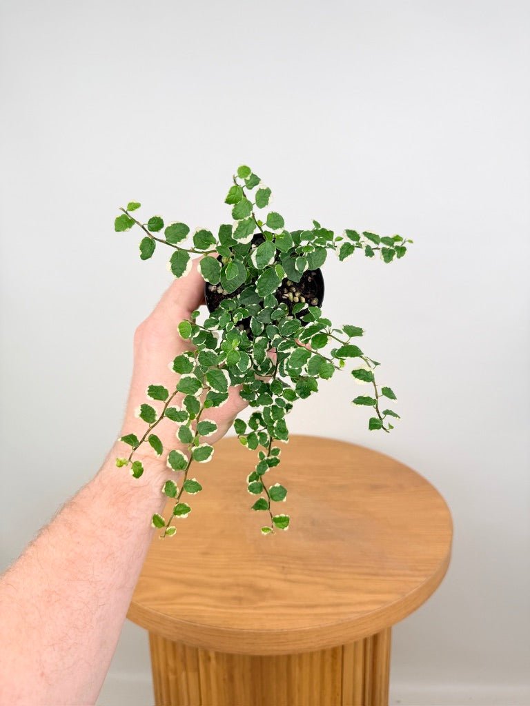 Ficus Pumila - Creeping Fig - Variagated | Uprooted