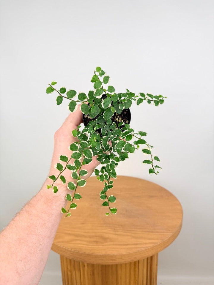 Ficus Pumila - Creeping Fig - Variagated | Uprooted