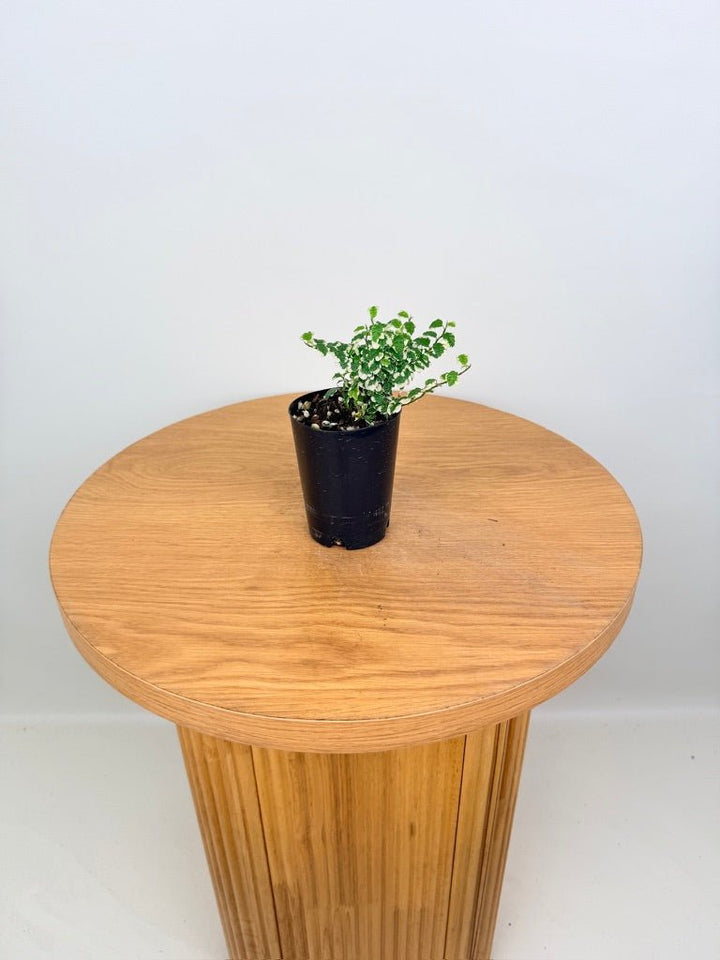 Ficus Pumila Curly | Uprooted