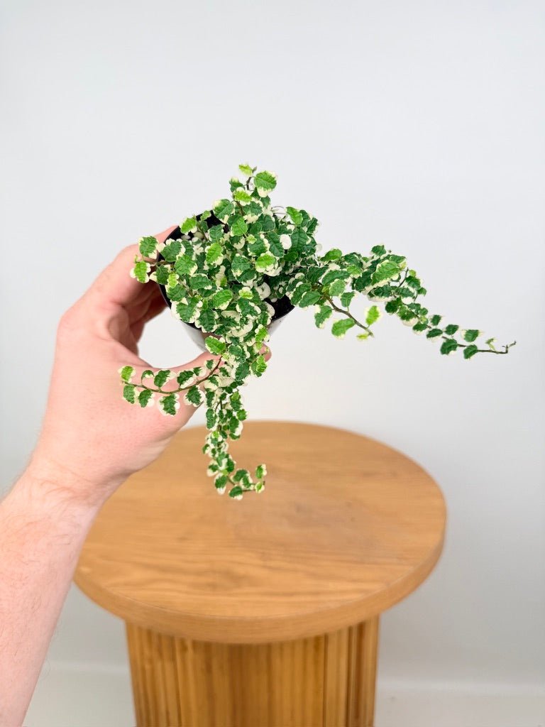 Ficus Pumila Curly | Uprooted