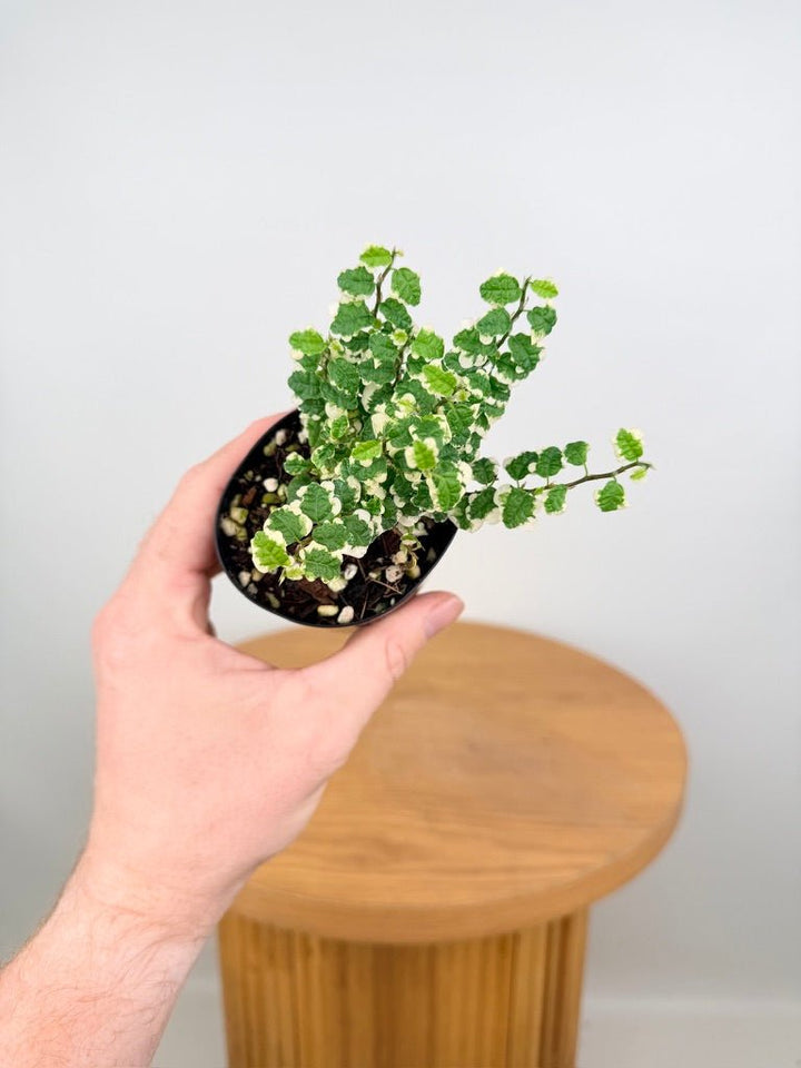 Ficus Pumila Curly | Uprooted