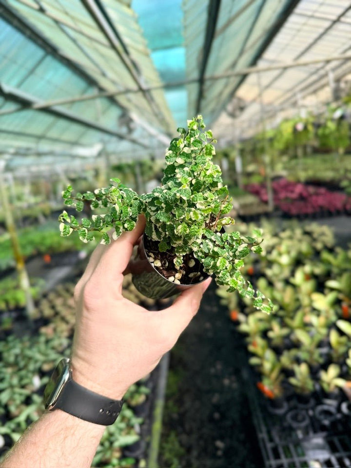 Ficus Pumila Curly | Uprooted