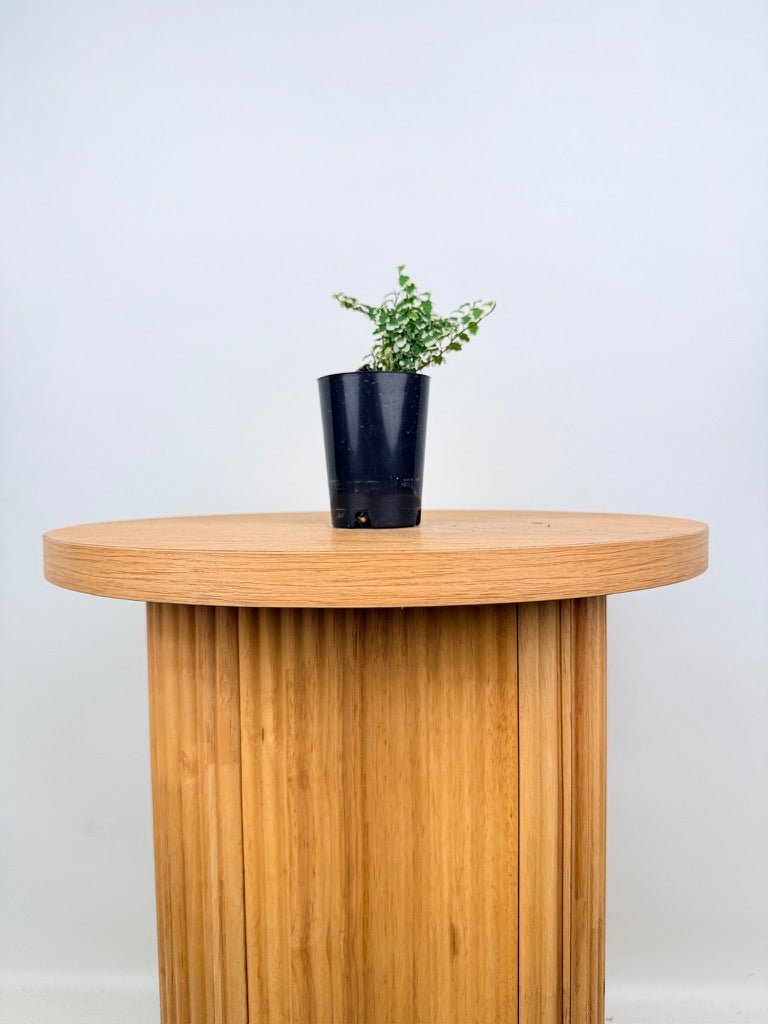 Ficus Pumila Curly | Uprooted