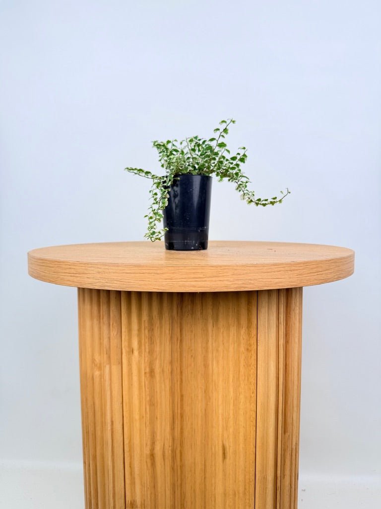 Ficus Pumila Curly | Uprooted
