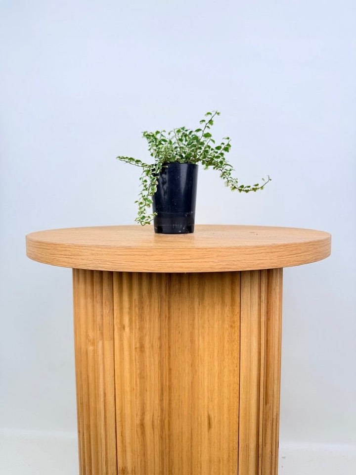 Ficus Pumila Curly | Uprooted