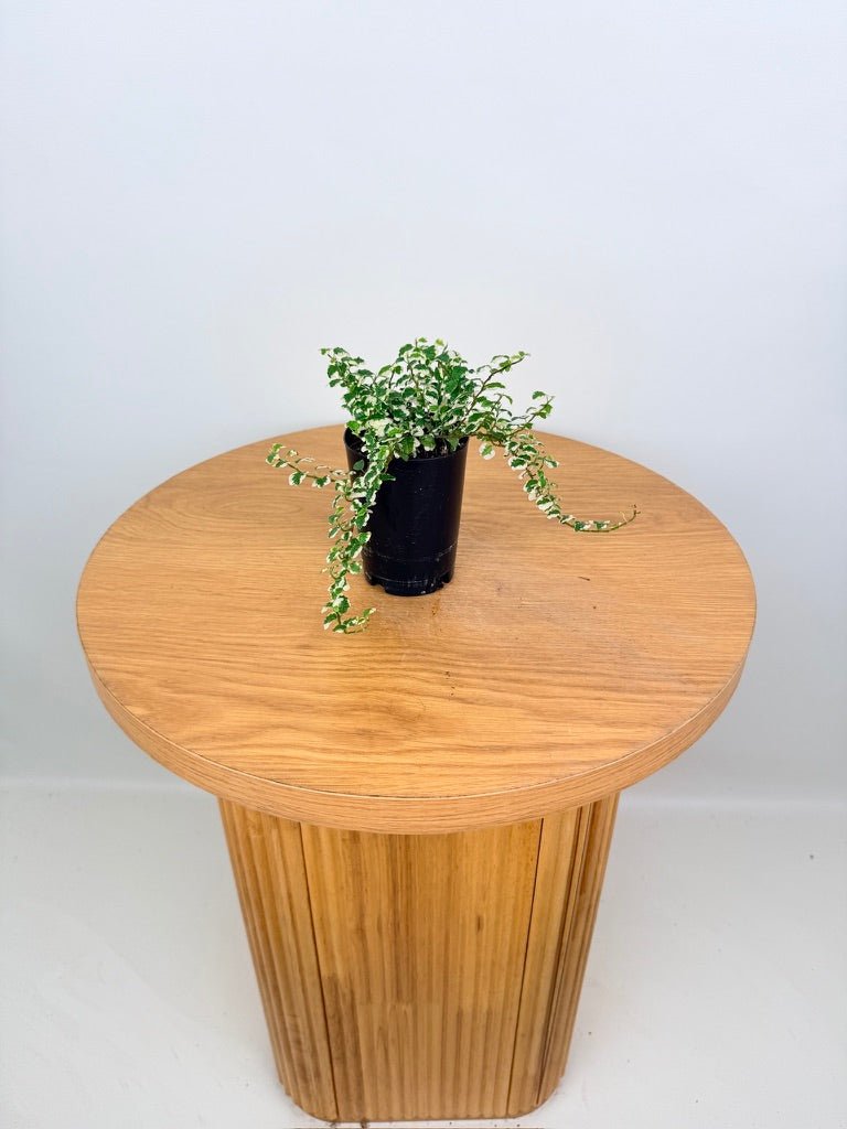 Ficus Pumila Curly | Uprooted