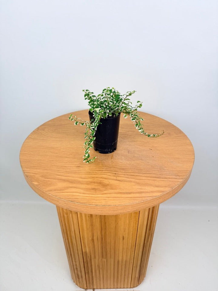 Ficus Pumila Curly | Uprooted
