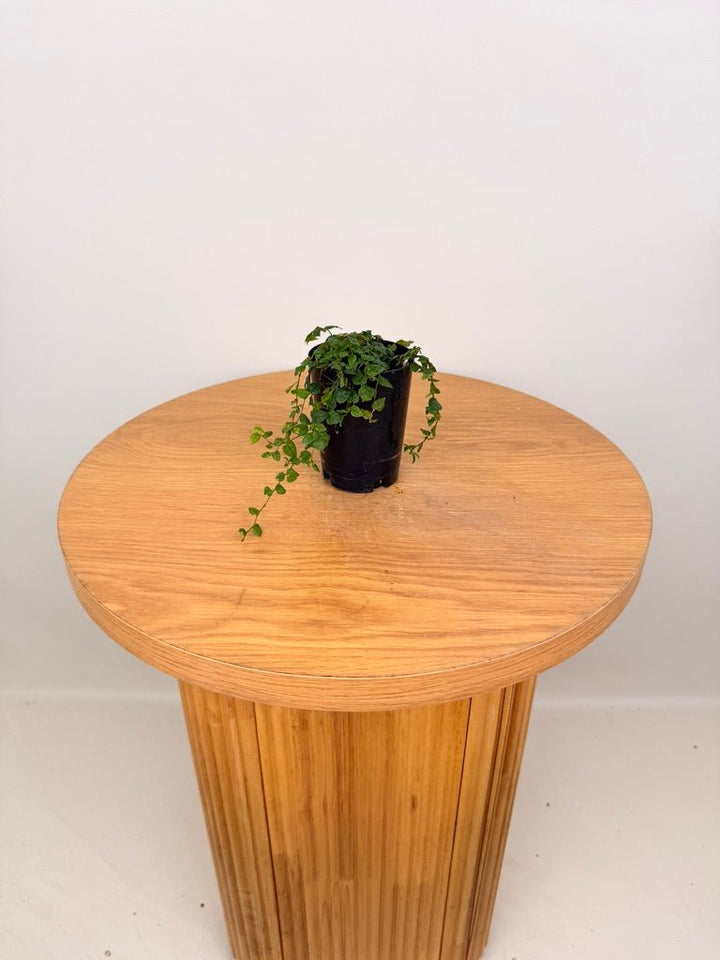 Ficus Pumila - Minima | Uprooted