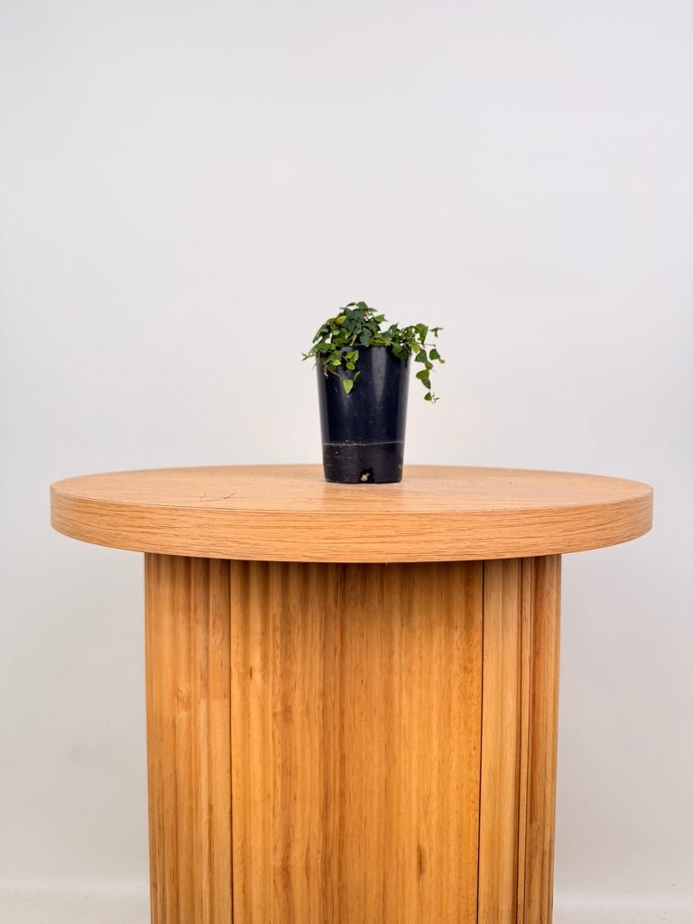 Ficus Pumila - Minima | Uprooted