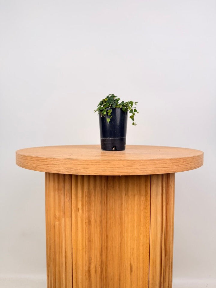 Ficus Pumila - Minima | Uprooted