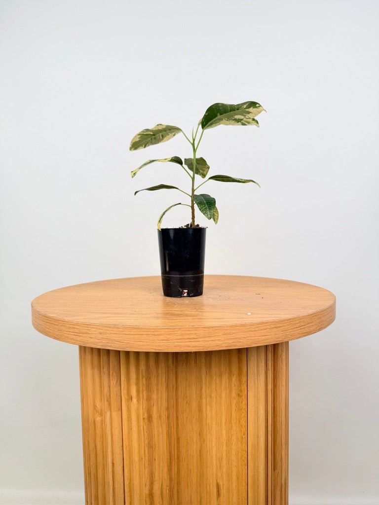 Ficus Rubiginosa Variegata | Uprooted