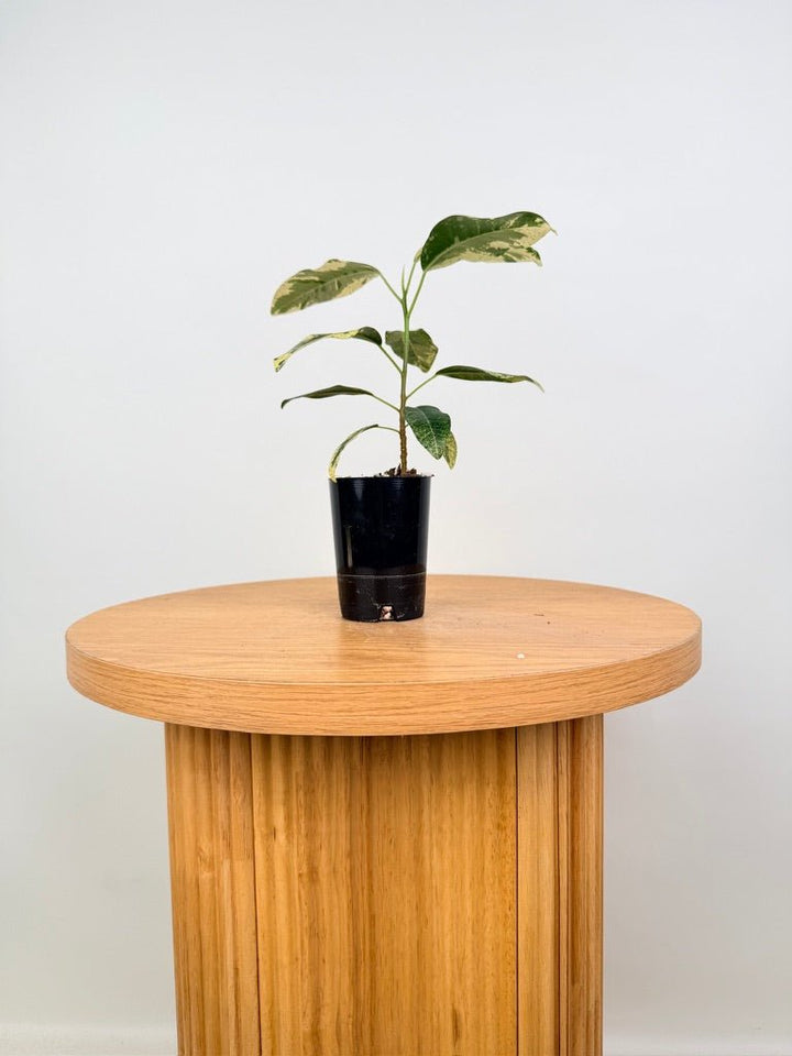 Ficus Rubiginosa Variegata | Uprooted