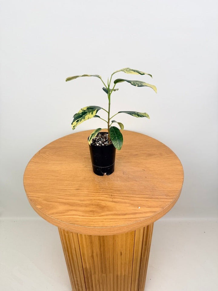 Ficus Rubiginosa Variegata | Uprooted