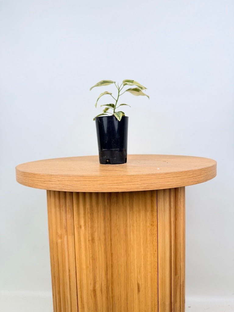 Ficus Rubiginosa Variegata | Uprooted
