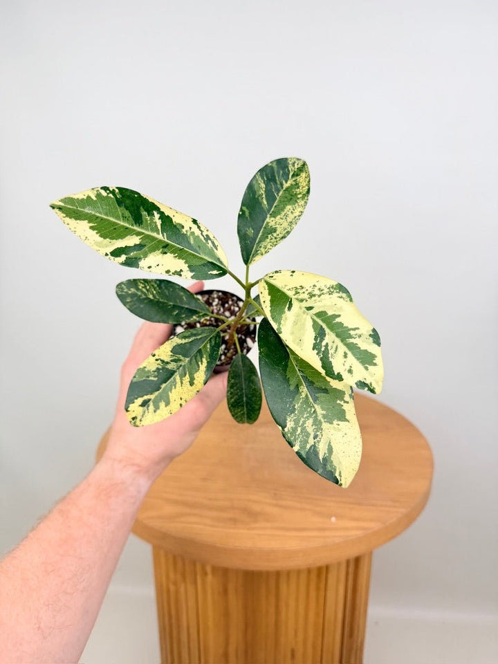 Ficus Rubiginosa Variegata | Uprooted