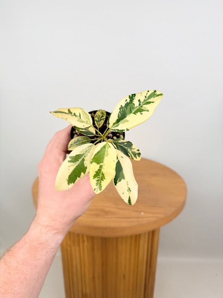 Ficus Rubiginosa Variegata | Uprooted
