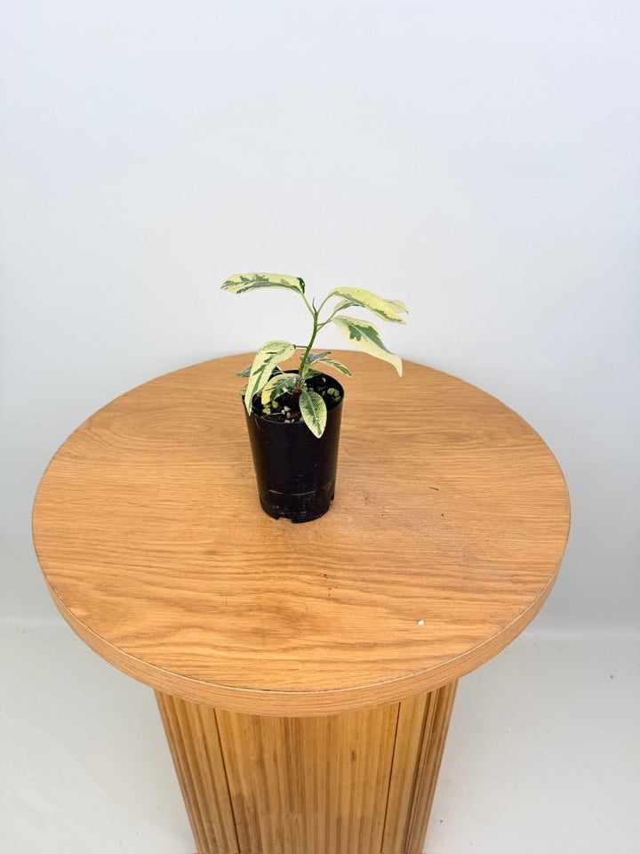Ficus Rubiginosa Variegata | Uprooted