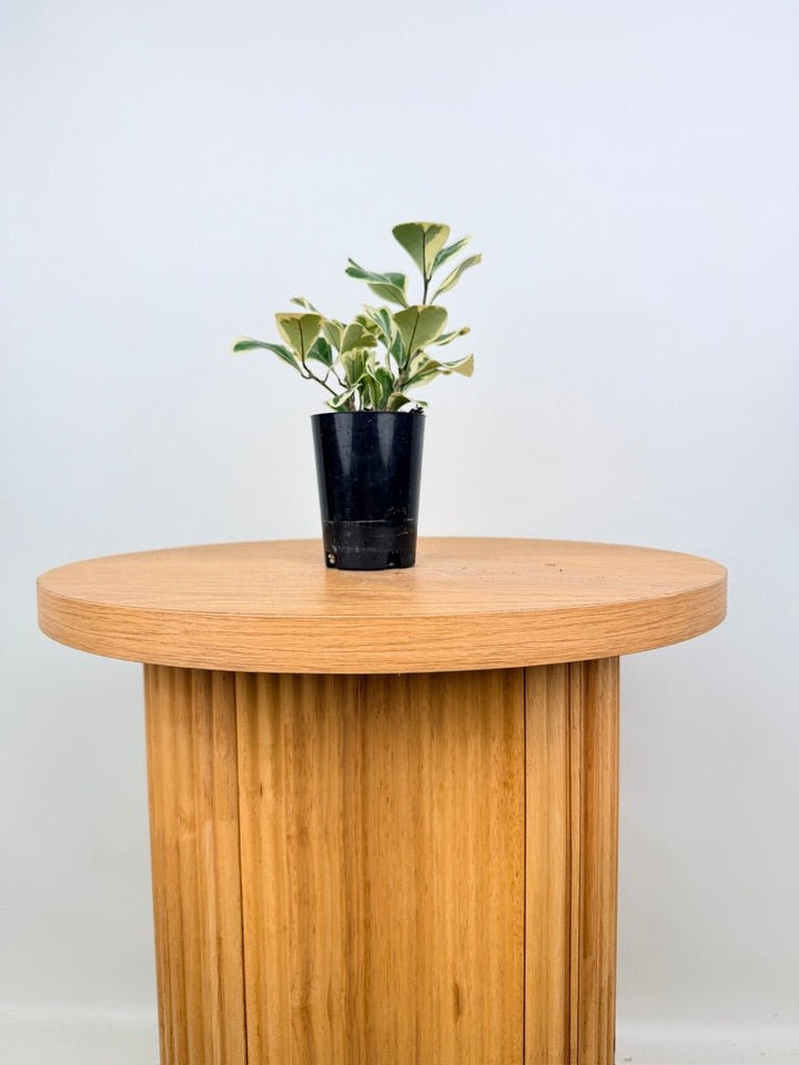 Ficus Triangularis Variegata Albo | Uprooted