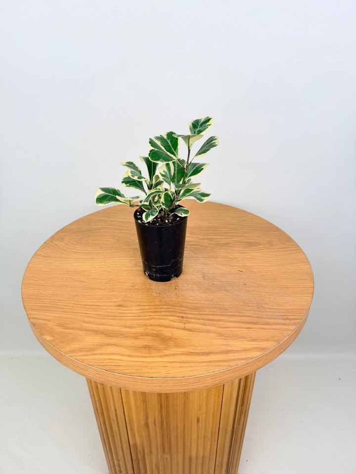 Ficus Triangularis Variegata Albo | Uprooted