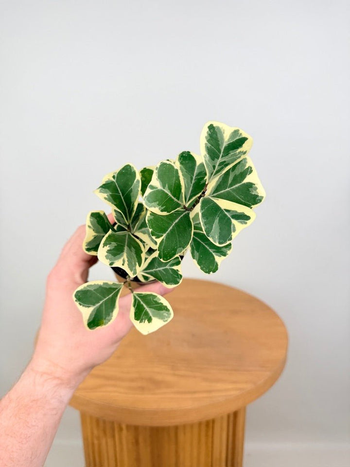 Ficus Triangularis Variegata Albo | Uprooted