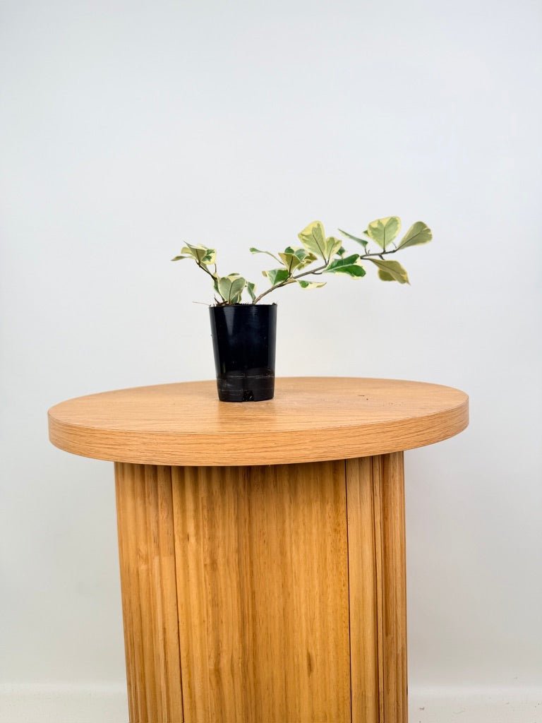 Ficus Triangularis Variegata Albo | Uprooted