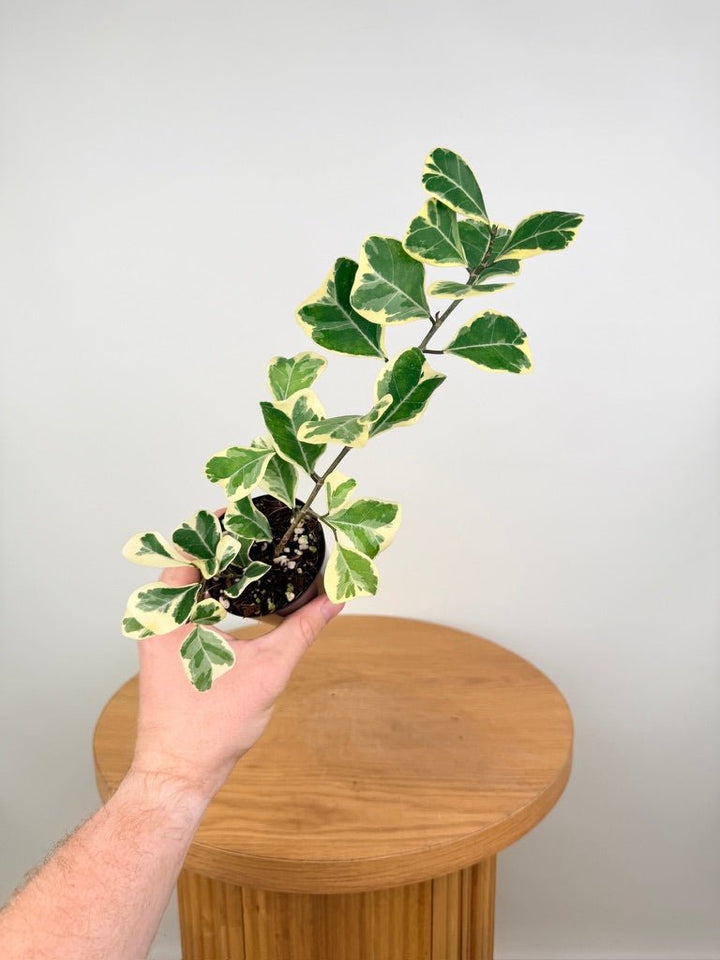 Ficus Triangularis Variegata Albo | Uprooted