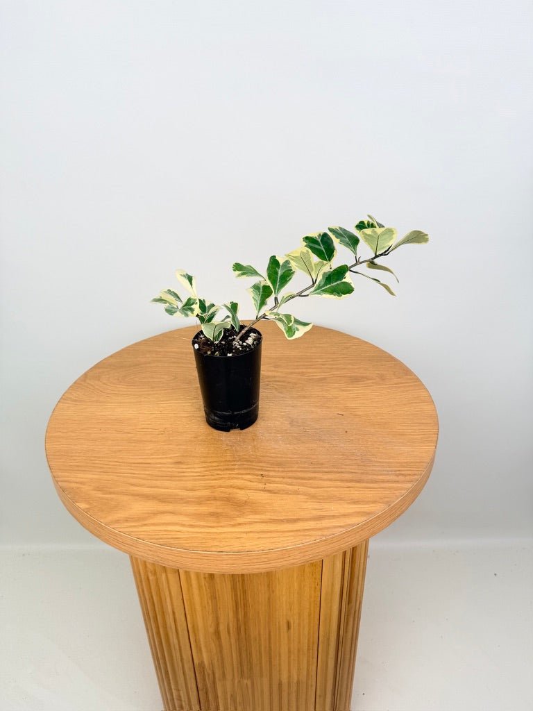Ficus Triangularis Variegata Albo | Uprooted