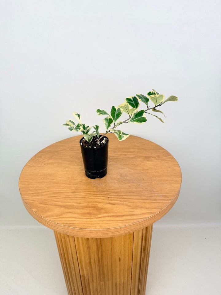 Ficus Triangularis Variegata Albo | Uprooted